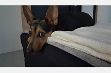KIKO, Hund, Pinscher-Mix in Hanau - Bild 5