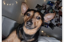 KIKO, Hund, Pinscher-Mix in Hanau - Bild 6