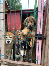 COOKIE, Hund, Mischlingshund in Rumänien - Bild 8