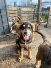 TWIX, Hund, Mischlingshund in Rumänien - Bild 1
