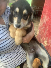 TWIX, Hund, Mischlingshund in Rumänien - Bild 2