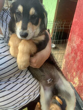 TWIX, Hund, Mischlingshund in Rumänien - Bild 3