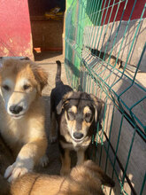 TWIX, Hund, Mischlingshund in Rumänien - Bild 4