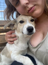 JOSHI, Hund, Mischlingshund in Rumänien - Bild 1