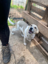 JOSHI, Hund, Mischlingshund in Rumänien - Bild 8