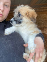 ZARIA, Hund, Mischlingshund in Rumänien - Bild 1