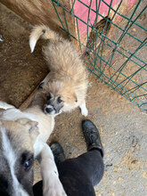 ZARIA, Hund, Mischlingshund in Rumänien - Bild 4