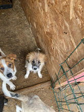 ZARIA, Hund, Mischlingshund in Rumänien - Bild 5