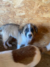 CEDAR, Hund, Mischlingshund in Rumänien - Bild 5