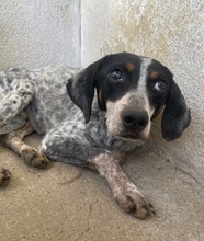 TIMMA, Hund, Mischlingshund in Telgte - Bild 10