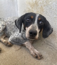 TIMMA, Hund, Mischlingshund in Telgte - Bild 2