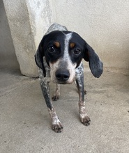 TIMMA, Hund, Mischlingshund in Telgte - Bild 3
