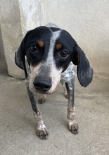 TIMMA, Hund, Mischlingshund in Telgte - Bild 4