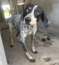 TIMMA, Hund, Mischlingshund in Telgte - Bild 5