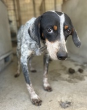 TIMMA, Hund, Mischlingshund in Telgte - Bild 6