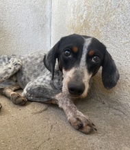 TIMMA, Hund, Mischlingshund in Telgte - Bild 8
