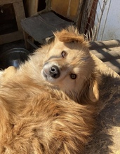 CHARLY, Hund, Mischlingshund in Heede - Bild 1
