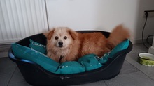 CHARLY, Hund, Mischlingshund in Heede - Bild 2