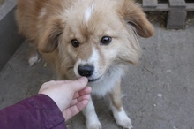 CHARLY, Hund, Mischlingshund in Heede - Bild 4