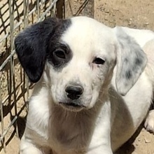 RONA, Hund, Mischlingshund in Neckargemünd - Bild 1