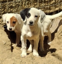 RONA, Hund, Mischlingshund in Neckargemünd - Bild 10