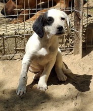 RONA, Hund, Mischlingshund in Neckargemünd - Bild 11