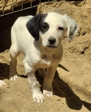 RONA, Hund, Mischlingshund in Neckargemünd - Bild 12