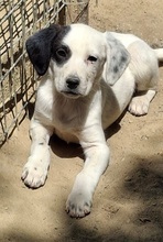 RONA, Hund, Mischlingshund in Neckargemünd - Bild 13