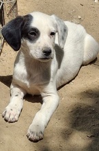 RONA, Hund, Mischlingshund in Neckargemünd - Bild 2