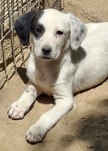 RONA, Hund, Mischlingshund in Neckargemünd - Bild 3