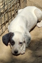 RONA, Hund, Mischlingshund in Neckargemünd - Bild 4