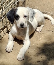 RONA, Hund, Mischlingshund in Neckargemünd - Bild 5