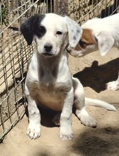 RONA, Hund, Mischlingshund in Neckargemünd - Bild 6