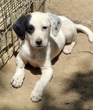 RONA, Hund, Mischlingshund in Neckargemünd - Bild 8