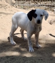 RONA, Hund, Mischlingshund in Neckargemünd - Bild 9