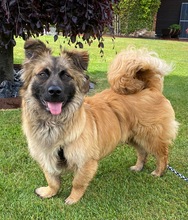 FLOKI, Hund, Mischlingshund in Borstel - Bild 1