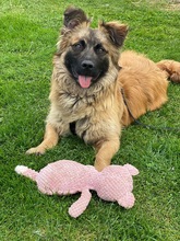 FLOKI, Hund, Mischlingshund in Borstel - Bild 2