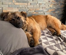 FLOKI, Hund, Mischlingshund in Borstel - Bild 3