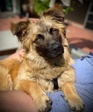 FLOKI, Hund, Mischlingshund in Borstel - Bild 4