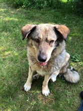 LOTTI, Hund, Mischlingshund in Hannover - Bild 1