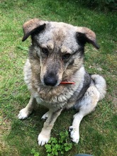 LOTTI, Hund, Mischlingshund in Hannover - Bild 3