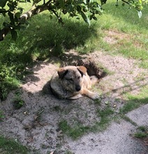 LOTTI, Hund, Mischlingshund in Hannover - Bild 4