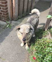 LOTTI, Hund, Mischlingshund in Hannover - Bild 5