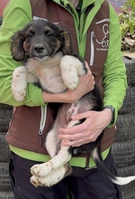 HUGO, Hund, Mischlingshund in Ungarn - Bild 1