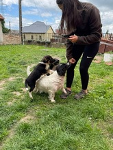 HUGO, Hund, Mischlingshund in Ungarn - Bild 10