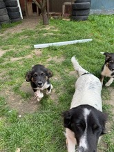 HUGO, Hund, Mischlingshund in Ungarn - Bild 11