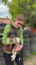HUGO, Hund, Mischlingshund in Ungarn - Bild 2