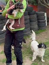 HUGO, Hund, Mischlingshund in Ungarn - Bild 4