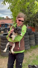 HUGO, Hund, Mischlingshund in Ungarn - Bild 5