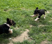 HUGO, Hund, Mischlingshund in Ungarn - Bild 6